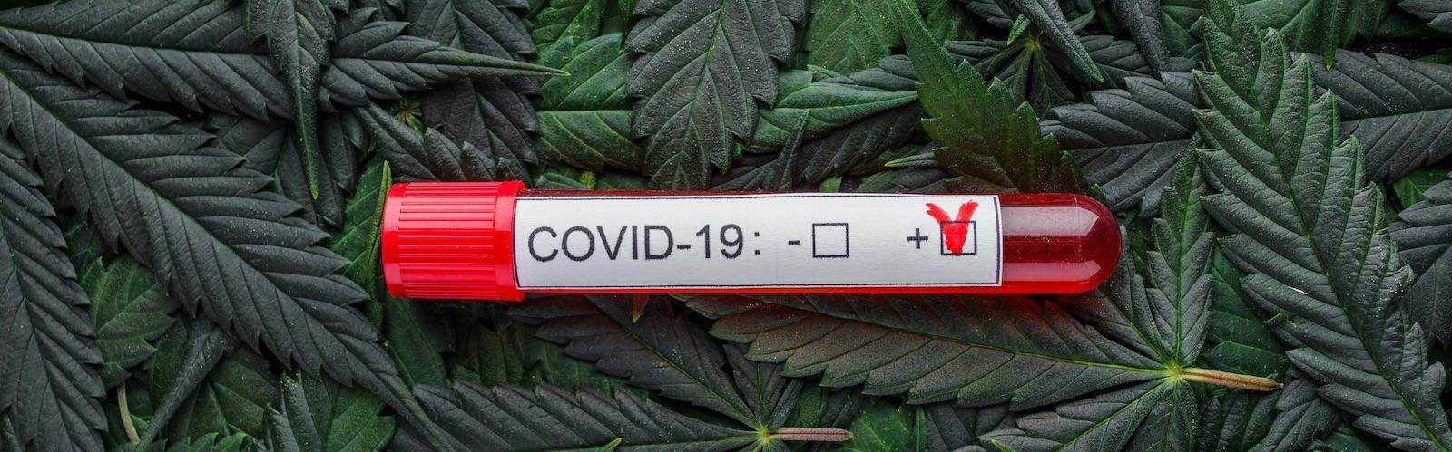 cannabis light e covid 19